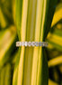 Oval Cut Lab Grown Diamond Full Eternity Band