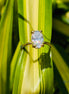 Oval Cut Lab Grown Diamond Hidden Halo Wedding Ring