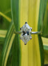 3 Carat Lab Grown Hexagon Cut Solitaire Ring
