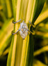 Marquise Cut Lab Grown Diamond Chevron Style Wedding Ring