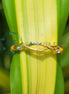 Round Cut Yellow Gold Lab Grown Diamond Band