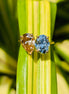 Pear & Oval Cut Lab Grown Diamond Toi Et Moi Ring