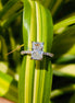 3.31CT Radiant Cut Lab Grown Diamond Rose Gold Engagement Ring